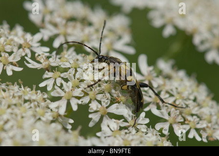 Un longhorn beetle (Leptura maculata, (?) wasp mimic Foto Stock