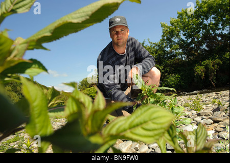 Consiglio di campagna per il Galles contraente TOM TAYLOR lavorare per sradicare la pianta invasiva balsamo himalayano dal fiume Ystwyth Foto Stock