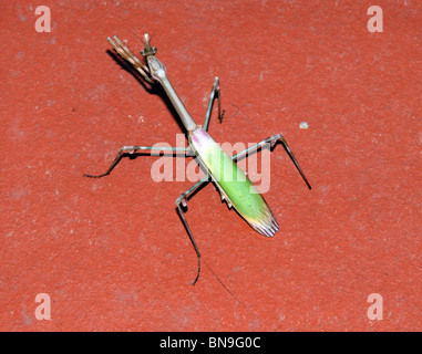 Mantide Religiosa, Costa del Sol, provincia di Malaga, Andalusia, Spagna, Europa occidentale. Foto Stock