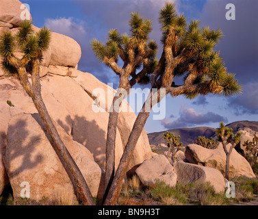Joshua Tree National Monument, CA: tardo pomeriggio luce su alberi di Joshua (Yucca brevifolia) e rocce nella valle nascosta Foto Stock