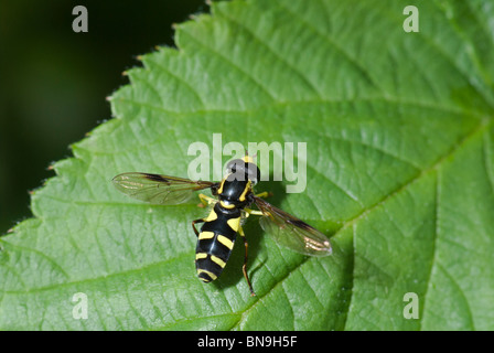 Hoverfly (Xanthogramma pedissequum) su una foglia. Wasp mimic Foto Stock