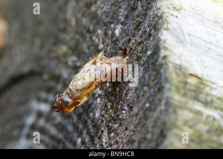 Il rapinatore fly specie Laphria flava Foto Stock