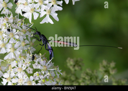 Predatori di vespe, Gasteruption jaculator, Gasteruptiidae, Evanioidea, Apocrita, Hymenoptera Foto Stock