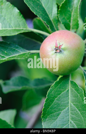Verde Inglese eatiing apple, con un rosso arrossire, che cresce su un albero Foto Stock
