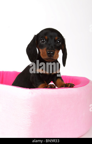 Adorabile cucciolo bassotto in una doggie letto. Foto Stock