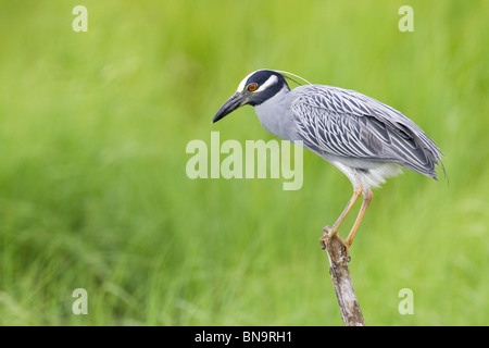 Adulto giallo-coronata di notte-heron appollaiato su un bastone Foto Stock