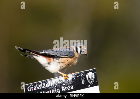 Maschio adulto American gheppio appollaiato su un segno Foto Stock