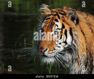 Tigre Siberiana testa Foto Stock