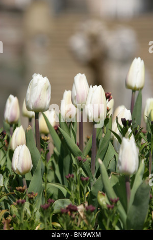 Station wagon di Tatton Park, Inghilterra. Chiudere la molla vista di tulipani nel Joseph Paxton progettato giardino all italiana. Foto Stock