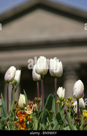 Station wagon di Tatton Park, Inghilterra. Chiudere la molla vista di tulipani nel Joseph Paxton progettato giardino all italiana. Foto Stock