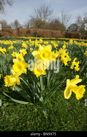 Walkden giardini, Vendita, Inghilterra. Vista ravvicinata di un mazzo di narcisi in piena fioritura di Walkden giardini Campo di speranza. Foto Stock