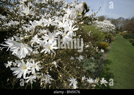 Walkden giardini, Vendita, Inghilterra. Vista ravvicinata di magnolie bianco a Walkden giardini. Foto Stock