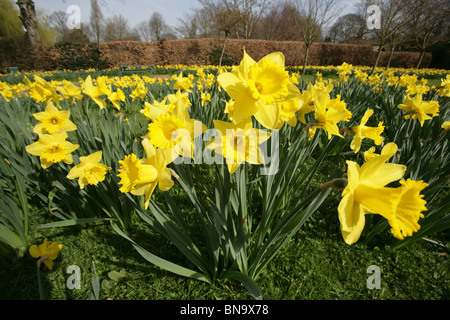 Walkden giardini, Vendita, Inghilterra. Vista ravvicinata di un mazzo di narcisi in piena fioritura di Walkden giardini Campo di speranza. Foto Stock