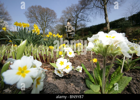 Chester giardini zoologici. Basso ad angolo vista a molla del bianco e del giallo primula a Chester Zoo Sunken Garden. Foto Stock