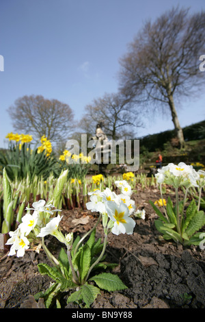 Chester giardini zoologici. Basso ad angolo vista a molla del bianco e del giallo primula a Chester Zoo Sunken Garden. Foto Stock