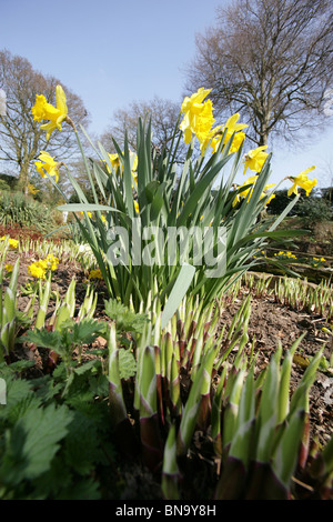 Chester giardini zoologici. Bassa molla ad angolo vista di narcisi a Chester Zoo Sunken Garden. Foto Stock