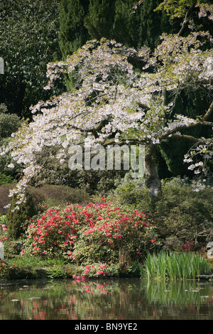 Cholmondeley Castle Gardens. Vista la molla del tempio acqua da giardino a Cholmondeley Castle Gardens. Foto Stock