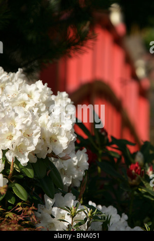 Mount Pleasant Gardens, Inghilterra. Close up vista molla bianca di rododendri a Mount Pleasant Garden's. Foto Stock