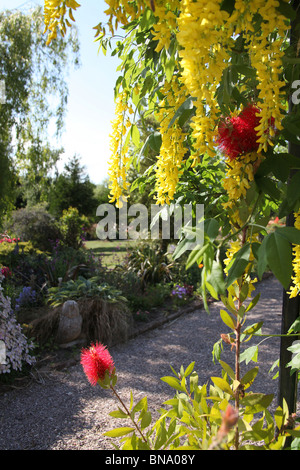 Mount Pleasant Gardens, Inghilterra. Tarda primavera vista di un rosso bottlebrushes e maggiociondoli arch in piena fioritura. Foto Stock