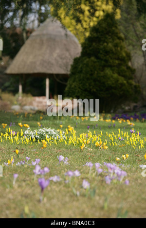 Ness Botanic Gardens, Inghilterra. Vista la molla di crochi, narcisi e bucaneve in fiore a Ness Botanic Gardens. Foto Stock