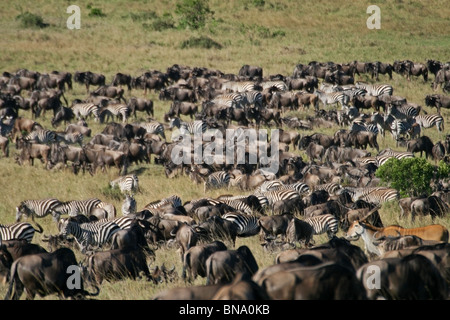 Migliaia di Wildebeests, zebre, Elands e gazzelle pascolano nella Riserva Nazionale di Masai Mara, Kenya, Africa orientale Foto Stock