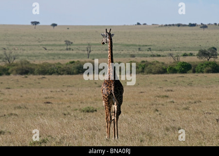 Una giraffa Masai a piedi nella savana del Masai Mara riserva nazionale, Kenya, Africa orientale Foto Stock