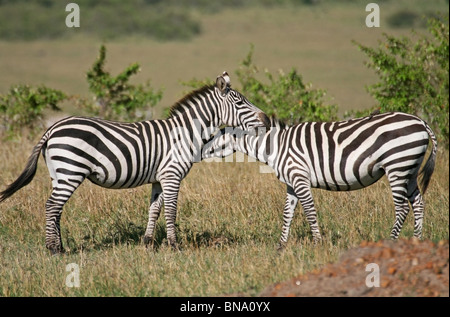 Le pianure zebre abbraccia ogni altro nella savana del Masai Mara riserva nazionale, Kenya, Africa orientale Foto Stock