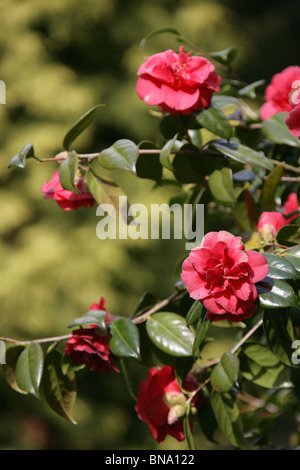 Norton Priory Museum & Gardens. Vista ravvicinata della red camelie. Foto Stock