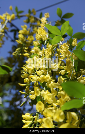 Norton Priory Museum & Gardens. Ad angolo basso, chiudere fino a tarda primavera vista di un arco maggiociondolo in piena fioritura. Foto Stock