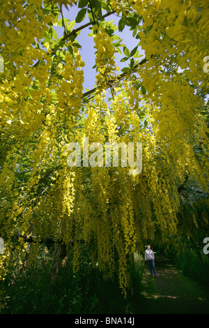 Norton Priory Museum & Gardens. Ad angolo basso, chiudere fino a tarda primavera vista di un arco maggiociondolo in piena fioritura. Foto Stock