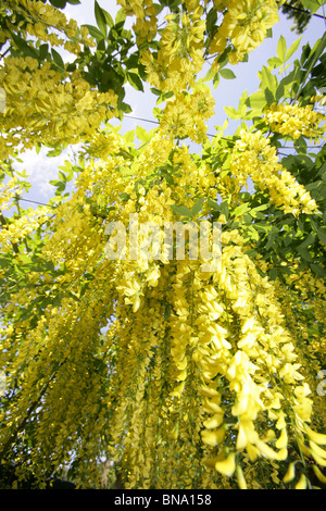 Norton Priory Museum & Gardens. Ad angolo basso, chiudere fino a tarda primavera vista di un arco maggiociondolo in piena fioritura. Foto Stock