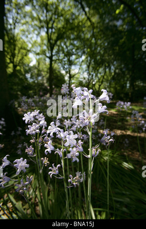 Norton Priory Museum & Gardens. Vista ravvicinata delle Bluebells in piena fioritura a Norton Priory Museum & Gardens. Foto Stock