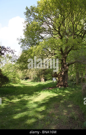 La Quinta Arboretum, Inghilterra. Vista la molla della Quinta Arboretum viali alberati. Foto Stock