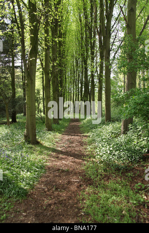 La Quinta Arboretum, Inghilterra. Vista la molla della Quinta Arboretum viali alberati. Foto Stock