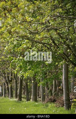 La Quinta Arboretum, Inghilterra. Vista la molla della Quinta Arboretum viali alberati. Foto Stock