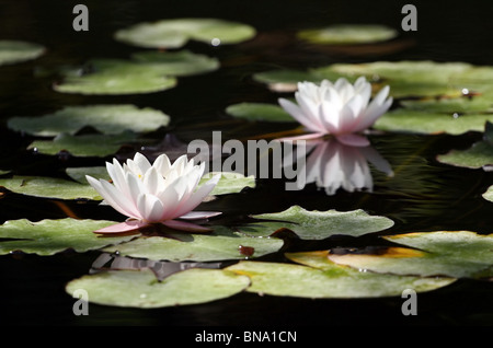 Due ninfee Foto Stock