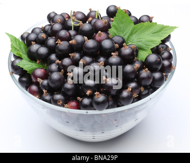 Stoviglie con ribes nero. Isolato su uno sfondo bianco. Foto Stock