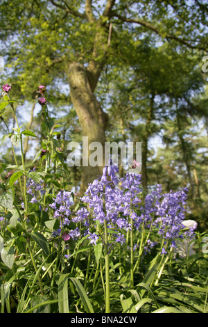 Giardino Abbeywood, Cheshire. Vista della molla delle Bluebells in piena fioritura nei boschi di Abbeywood giardino. Foto Stock