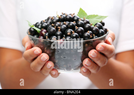 Stoviglie con ribes nero nelle mani della donna. Foto Stock