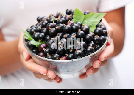 Stoviglie con ribes nero nelle mani della donna. Foto Stock