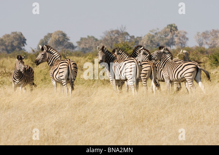 La Burchell Zebra di Okavango Delta, Botswana Foto Stock