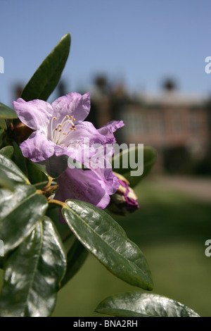 Arley Hall & Gardens, Inghilterra. Vista ravvicinata di violetta rododendri sul Furlong a piedi di Arley Hall Gardens. Foto Stock