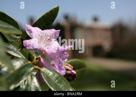 Arley Hall & Gardens, Inghilterra. Vista ravvicinata di violetta rododendri sul Furlong a piedi di Arley Hall Gardens. Foto Stock