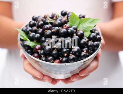 Stoviglie con ribes nero nelle mani della donna. Foto Stock