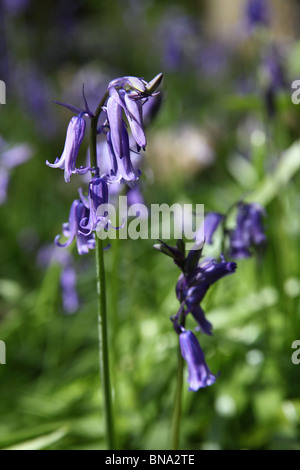 Bluebell Cottage Gardens, Inghilterra. Chiudere la molla vista delle Bluebells Bluebell in legno. Foto Stock