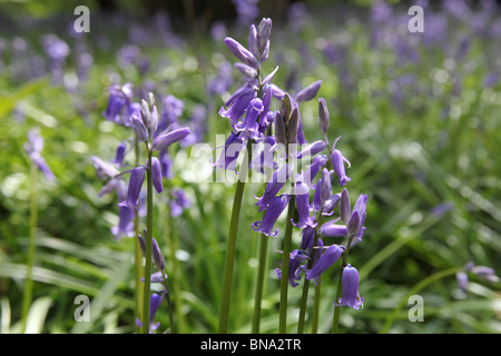 Bluebell Cottage Gardens, Inghilterra. Chiudere la molla vista delle Bluebells Bluebell in legno. Foto Stock