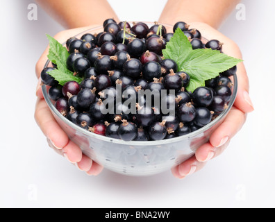 Stoviglie con ribes nero nelle mani della donna. Isolato su un bianco. Foto Stock