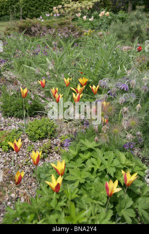 Bluebell Cottage Gardens, Inghilterra. Molla generale vista di Bluebell Cottage Gardens frontiere, arbusti e biancheria da letto. Foto Stock