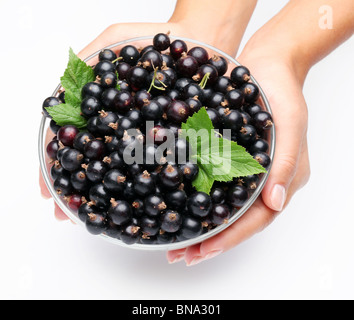 Stoviglie con ribes nero nelle mani della donna. Isolato su uno sfondo bianco. Foto Stock