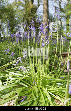 Bluebell Cottage Gardens, Inghilterra. Chiudere la molla vista delle Bluebells Bluebell in legno. Foto Stock